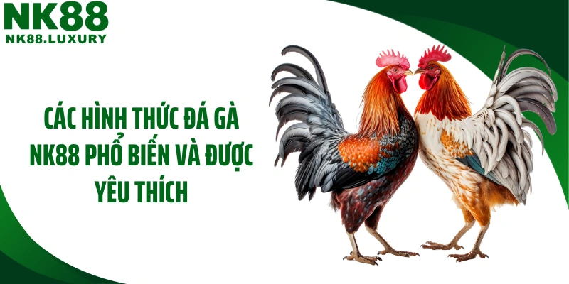 Các hình thức đá gà NK88 phổ biến và được yêu thích