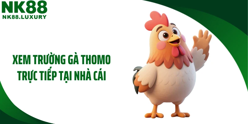 Xem trường gà Thomo trực tiếp tại nhà cái